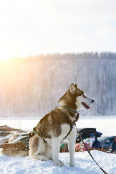 Siberian Husky Hund Sort Hvid Farve Vinteren Sidder Sneen - Stock-foto