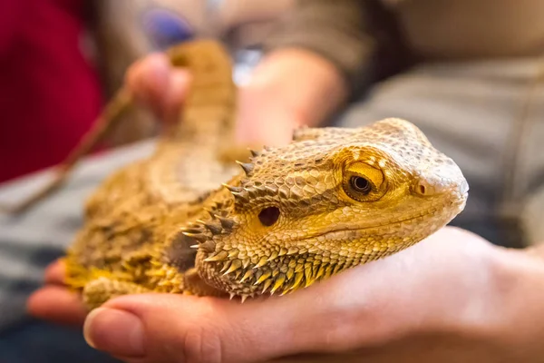 Adult Bearded Dragon Pogona Vitticeps Agamid Lizard Hand — Stock Photo, Image