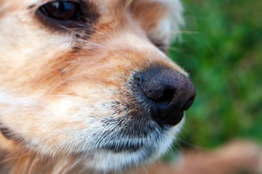 Bir Amerikan Cocker Spaniel burun ile kapatın. Seçici odak