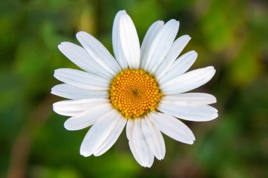 Bir papatya çiçeği, Papatya yeşil çim çerçevede bir. Görünümü en çok, yakın çekim