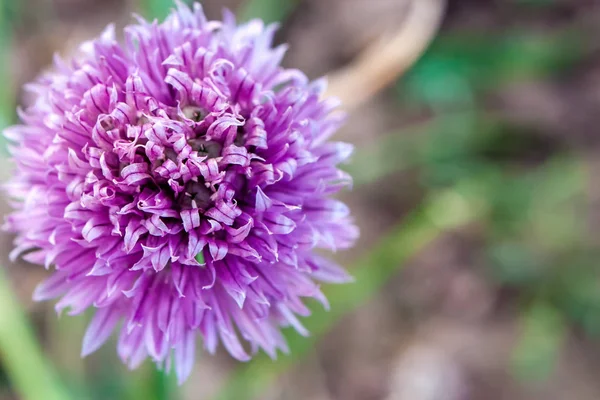 Onion Purple Flower Garden Top View Selective Focus — Stock Photo, Image