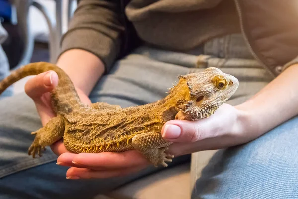 Yetişkin sakallı ejder, Pogona vitticeps, el agamid kertenkele