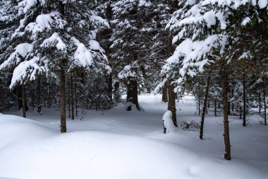 güzel Çam ormanıyla kar ve snowdrifts