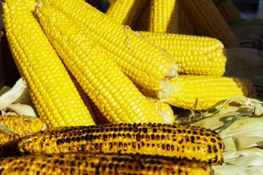 güneş ışığı, lezzetli ızgara ve ham Mısır