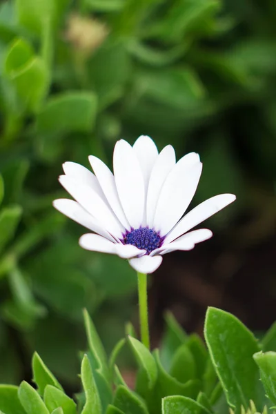 Osteospermum Weiße Blume Auf Grünem Gras — Stockfoto