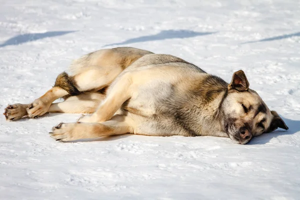 Hjemløse Hund Sover Sneen Solrig Dag - Stock-foto
