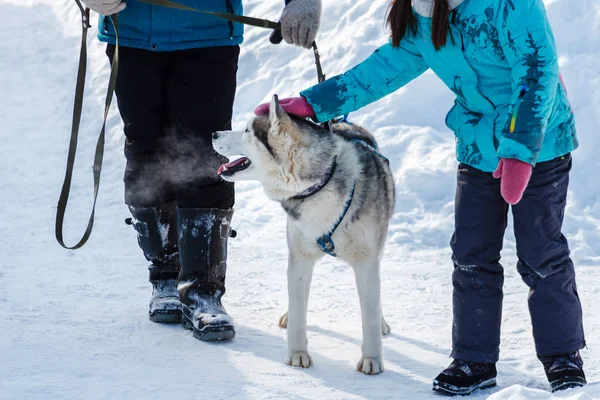 Pavlovsky Ski Park Rusia Marzo 2018 Perra Acariciadora Raza Siberian — Foto de Stock