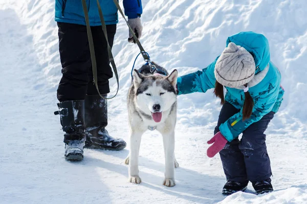 Pavlovsky Ski Park Rusia Marzo 2018 Niña Acariciando Siberian Husky — Foto de Stock