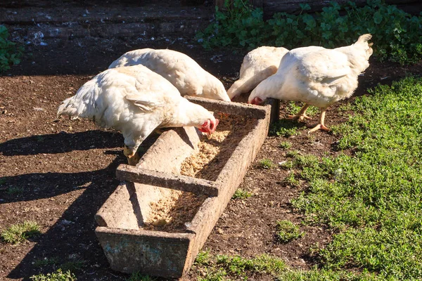 hens feeding from wooden trough on the rural yard. White dirty chickens eating grains
