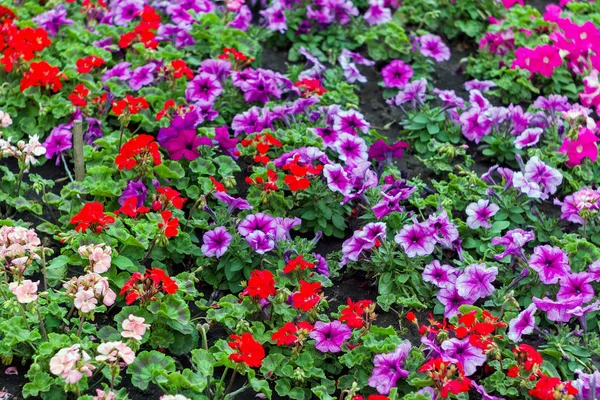 Popular Flower Petunia Flowering Plants South American Origin — Stock Photo, Image