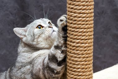 gri stenografi İskoç çizgili kedi tırmalamak kahverengi bir yazı