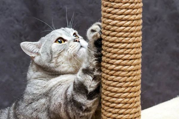 Gray Shorthair Scottish Striped Cat Scratching Brown Post — Stock Photo, Image