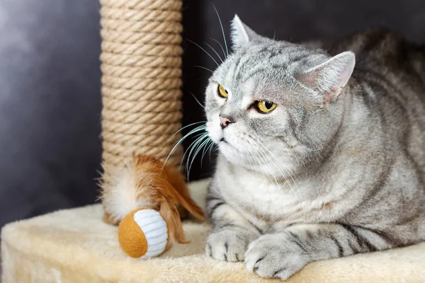 Grå Stenografien Skotska Tabby Katt Brun Avlysningen Post Och Leksak — Stockfoto