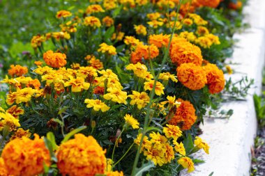 Tagetes patula, turuncu yol boyunca flowerbed çiçeklenir. Seçici odak 