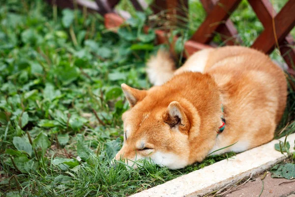 Perro Japonés Shiba Inu Raza Tumbado Sobre Verde Hierba Día — Foto de Stock