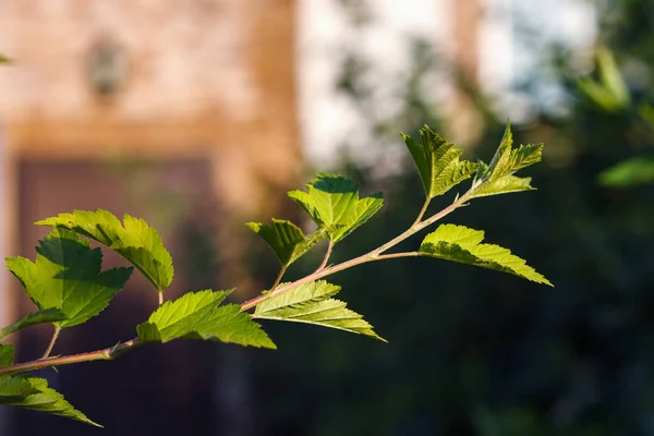 Зелене Листя Дерева Сонячних Променях Крупним Планом — стокове фото