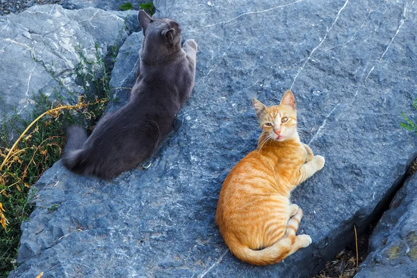 Två Katter Liggande Sten Top View — Stockfoto