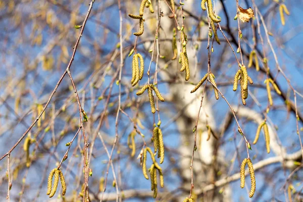 春の花日光 バーチの尾状花序 — ストック写真
