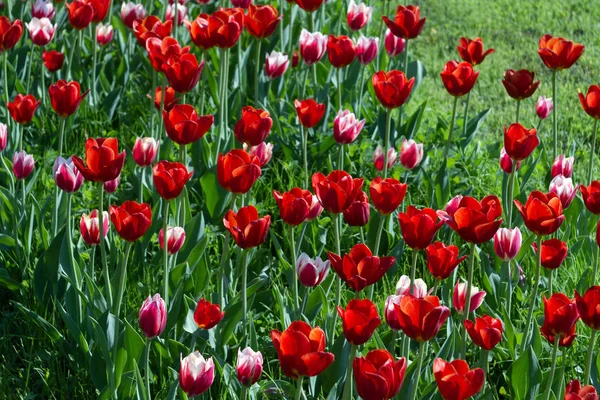 Field Red White Tulips Spring Flowers Sunny Day — Stock Photo, Image