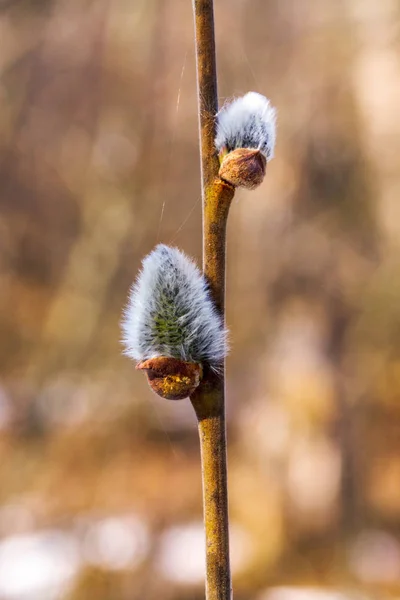 柳の尾状花序の枝 春の柳の芽と背景 — ストック写真