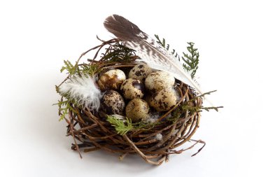 Bıldırcın yumurta beyaz zemin üzerine tüy kuşlar yuvada