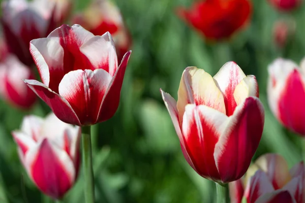 Two Red White Tulips Sunny Spring Day Selective Focus — Stock Photo, Image