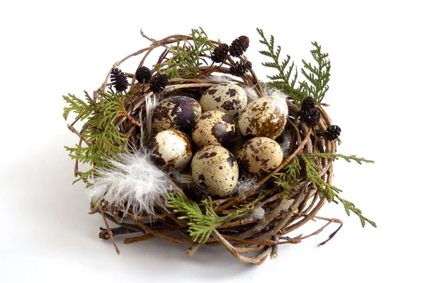 Oeufs Caille Nid Avec Des Plumes Feuilles Sur Fond Blanc — Photo