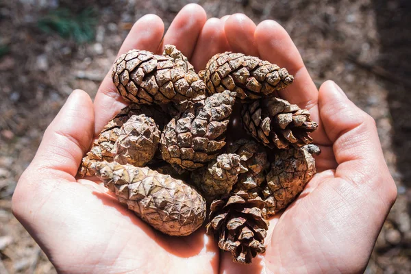 Pine Cones Hands Sunlight Top View — Stock Photo, Image