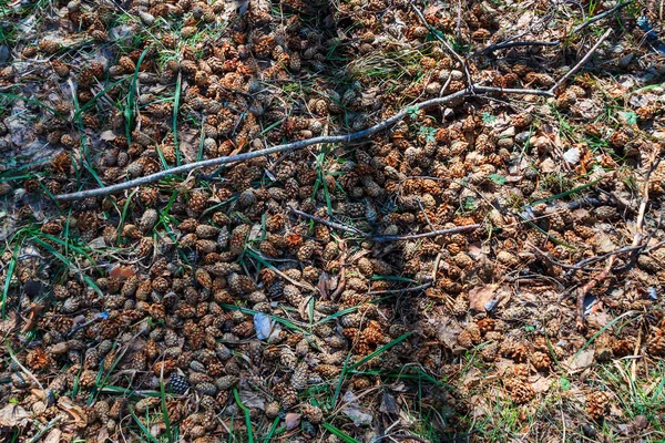 Zázemí Lesní Půda Šišky Jehly — Stock fotografie