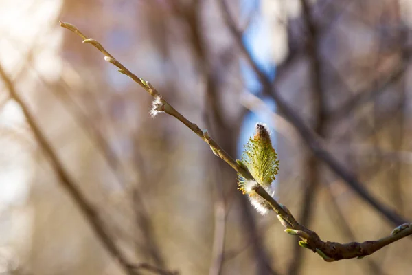 Polen Alerji Kavramı Için Çiçek Açan Willow Küpe — Stok fotoğraf