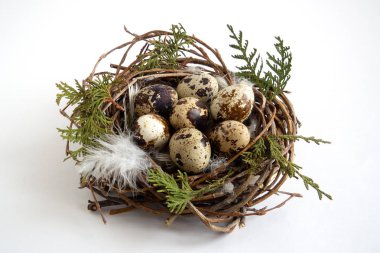 Şube bıldırcın yumurtası ve beyaz arka plan, Paskalya kavramı tüyler ile iç içe