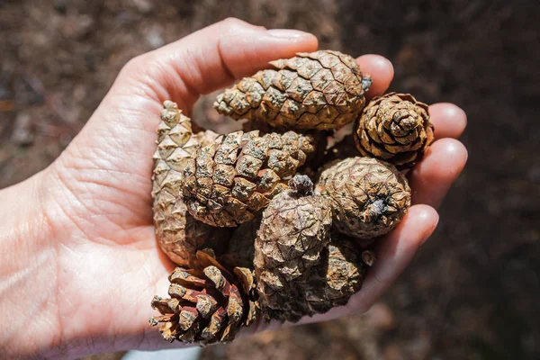 Pine Cones Left Hand Sunlight Top View — Stock Photo, Image