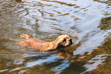 köpek doğurmak Amerikan Cocker Spaniel Yüzme nehir