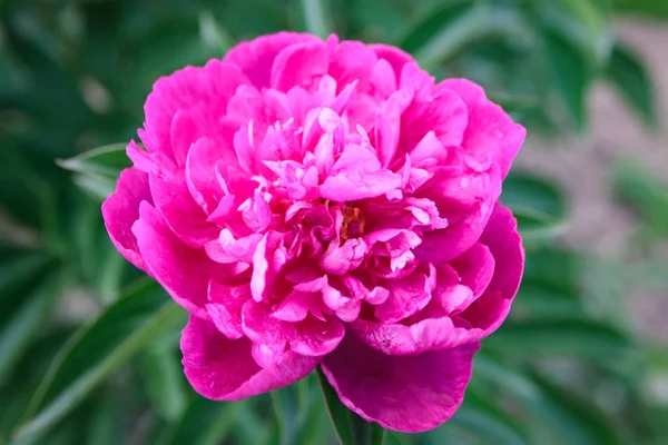 Violet Pink Peony Flower Green Leaves Background — Stock Photo, Image