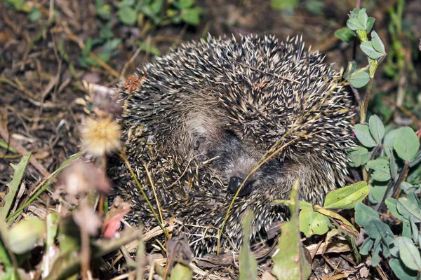 wild hedgehog curled into ball in grass at night
