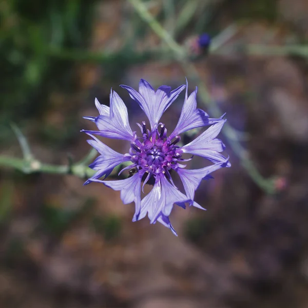 Blume Der Kornblume Violette Zentauren Garten Selektiver Fokus — Stockfoto