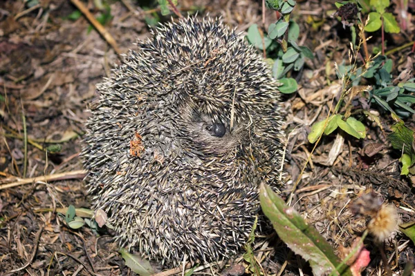 wild hedgehog curled into ball in grass at night