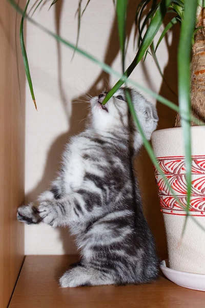 Chaton Rayé Couleur Argent Scottish Fold Race Mangeant Herbe Debout — Photo