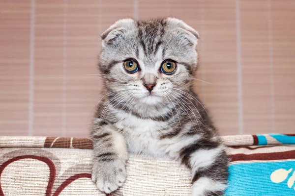 Söt Kattunge Silver Färgad Scottish Fold Ras — Stockfoto