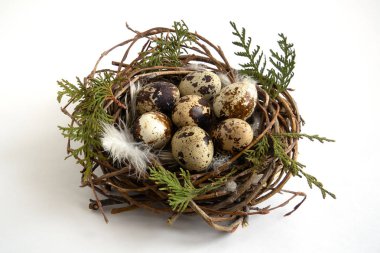 yığın bıldırcın yumurtası yuvaya tüyler beyaz arka plan, Paskalya kavramı ile