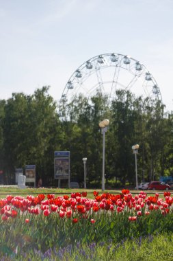 dönme dolap gün güneşli yaz ile şehir parkı arka plan üzerinde kırmızı lale