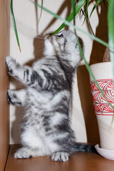 Gestreepte Kitten Zilveren Gekleurde Scottish Fold Ras Snuiven Gras Staande — Stockfoto