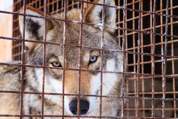 portrait of wolf behind bars in cage on winter cold day