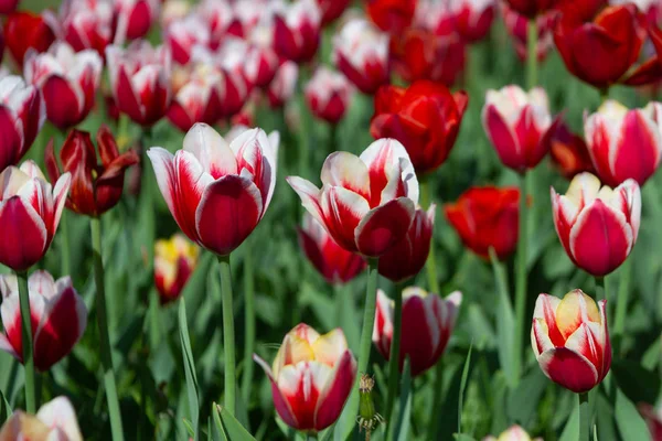 Red White Tulips Sunny Summer Day Selective Focus — Stock Photo, Image