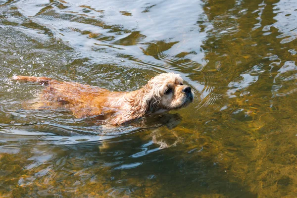 köpek doğurmak Amerikan Cocker Spaniel yüzme su