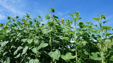 Mavi gökyüzü, yeşil ayçiçeği tomurcukları görüntülemek alttan