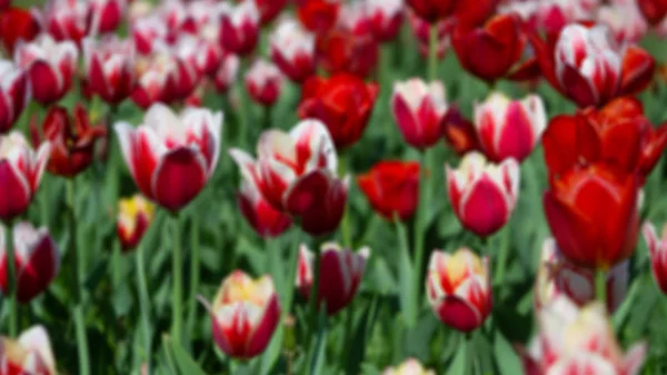 Blurred background of red and white tulips — Stock Photo, Image