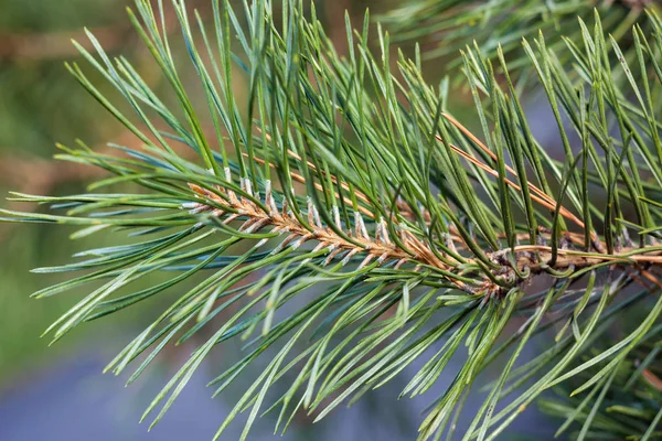 Close-up ramo verde de pinho no dia ensolarado — Fotografia de Stock