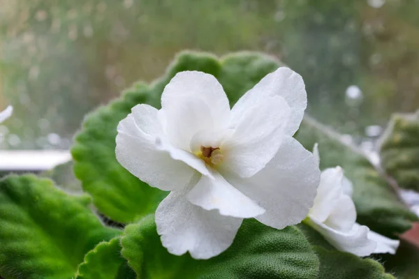 Houseplant white Saintpaulia flower, African violet, in bloom — Stock Photo, Image