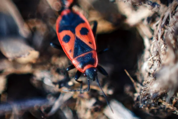Firebug, Pyrhocoris apterus em habitat natural, foco seletivo — Fotografia de Stock